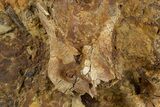 Dinosaur Tendons, Tooth, and Bones in Sandstone - Wyoming #303352-3